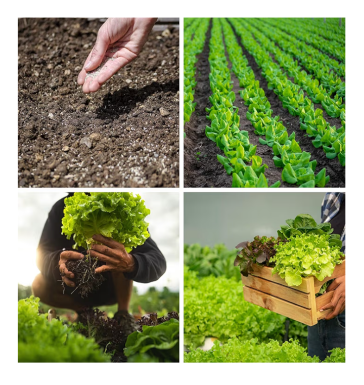 20,000+ Lettuce Seeds – 10 Heirloom Varieties for Indoor & Outdoor Planting | Non-GMO, High Germination | Includes Romaine, Iceberg, Boston, Bibb & More | Garden & Hydroponic Growing Kit - Image 4