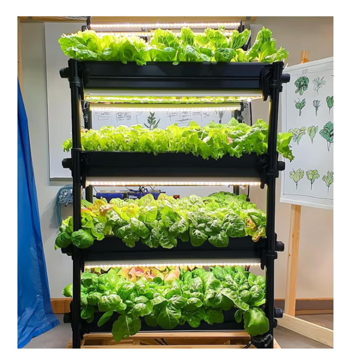 20,000+ Lettuce Seeds – 10 Heirloom Varieties for Indoor & Outdoor Planting | Non-GMO, High Germination | Includes Romaine, Iceberg, Boston, Bibb & More | Garden & Hydroponic Growing Kit - Image 8