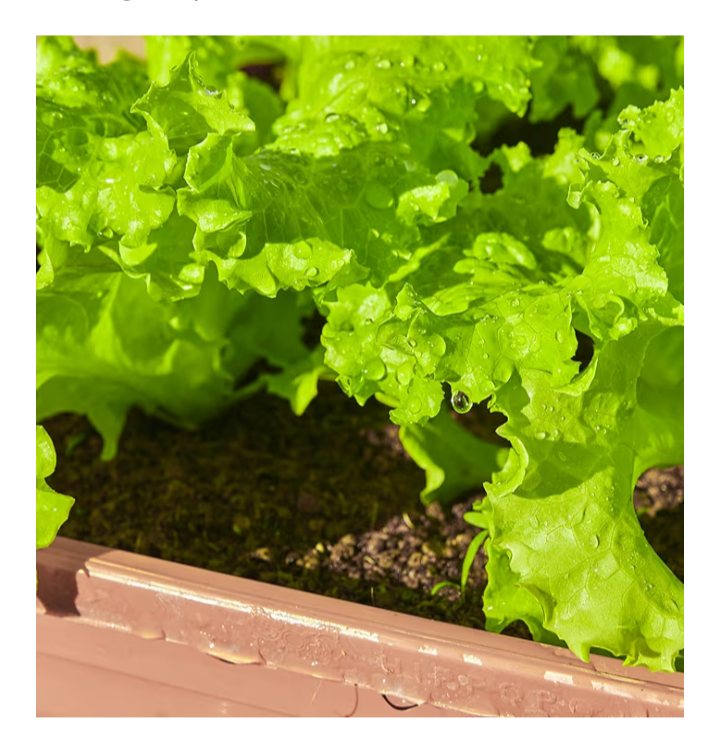 20,000+ Lettuce Seeds – 10 Heirloom Varieties for Indoor & Outdoor Planting | Non-GMO, High Germination | Includes Romaine, Iceberg, Boston, Bibb & More | Garden & Hydroponic Growing Kit - Image 3
